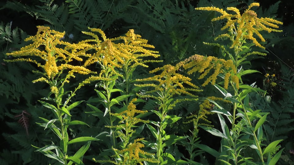 Kanadensiskt gullris